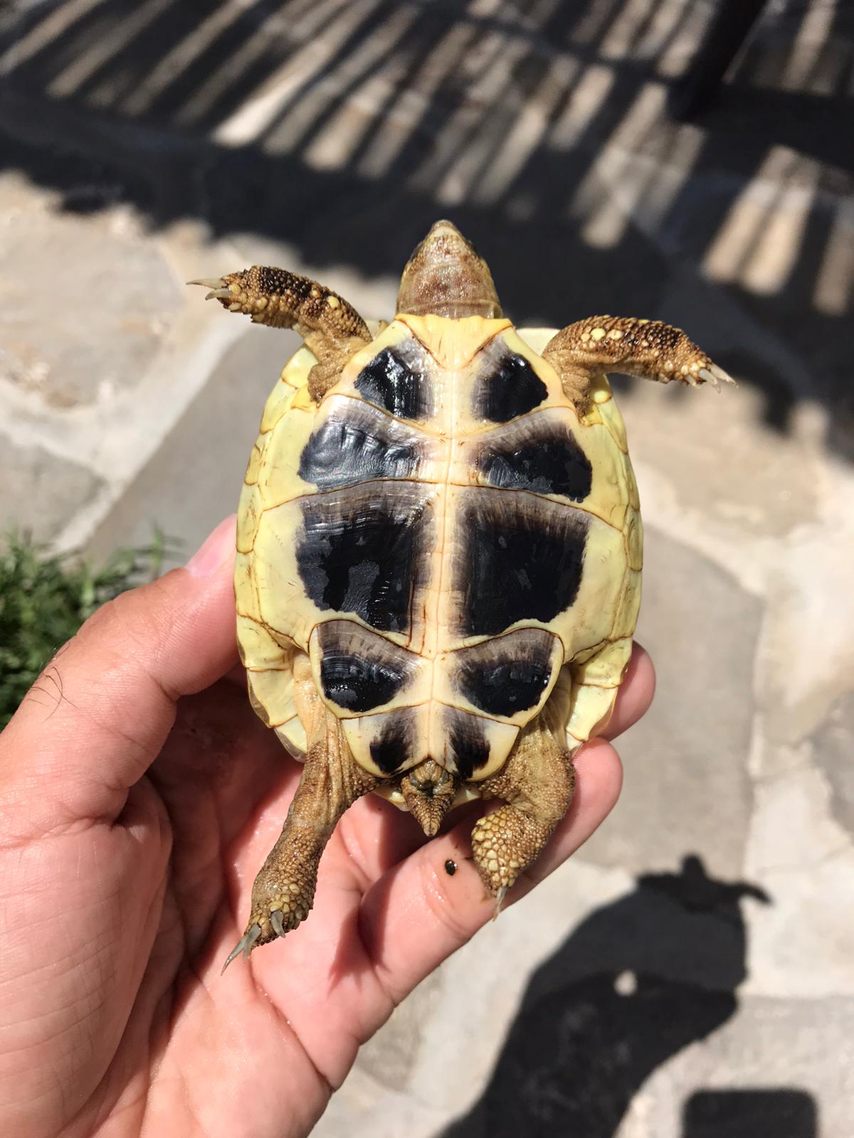 Gustavo Malaga 2.jpeg