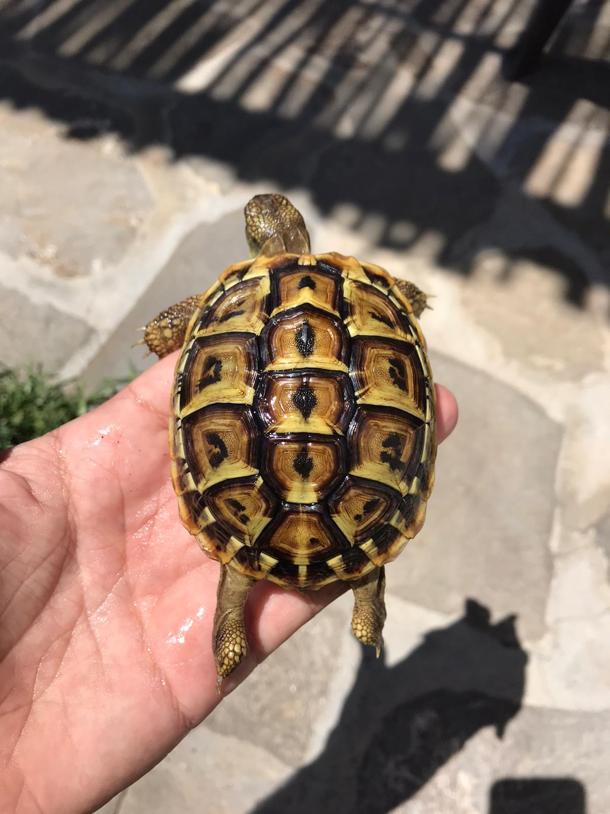 Gustavo Malaga 3.jpeg