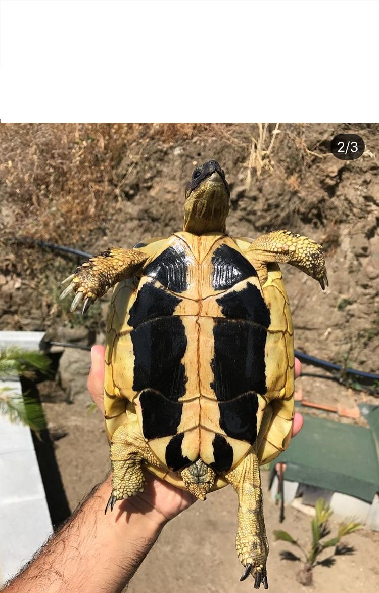 Hembra oscura 2.jpeg