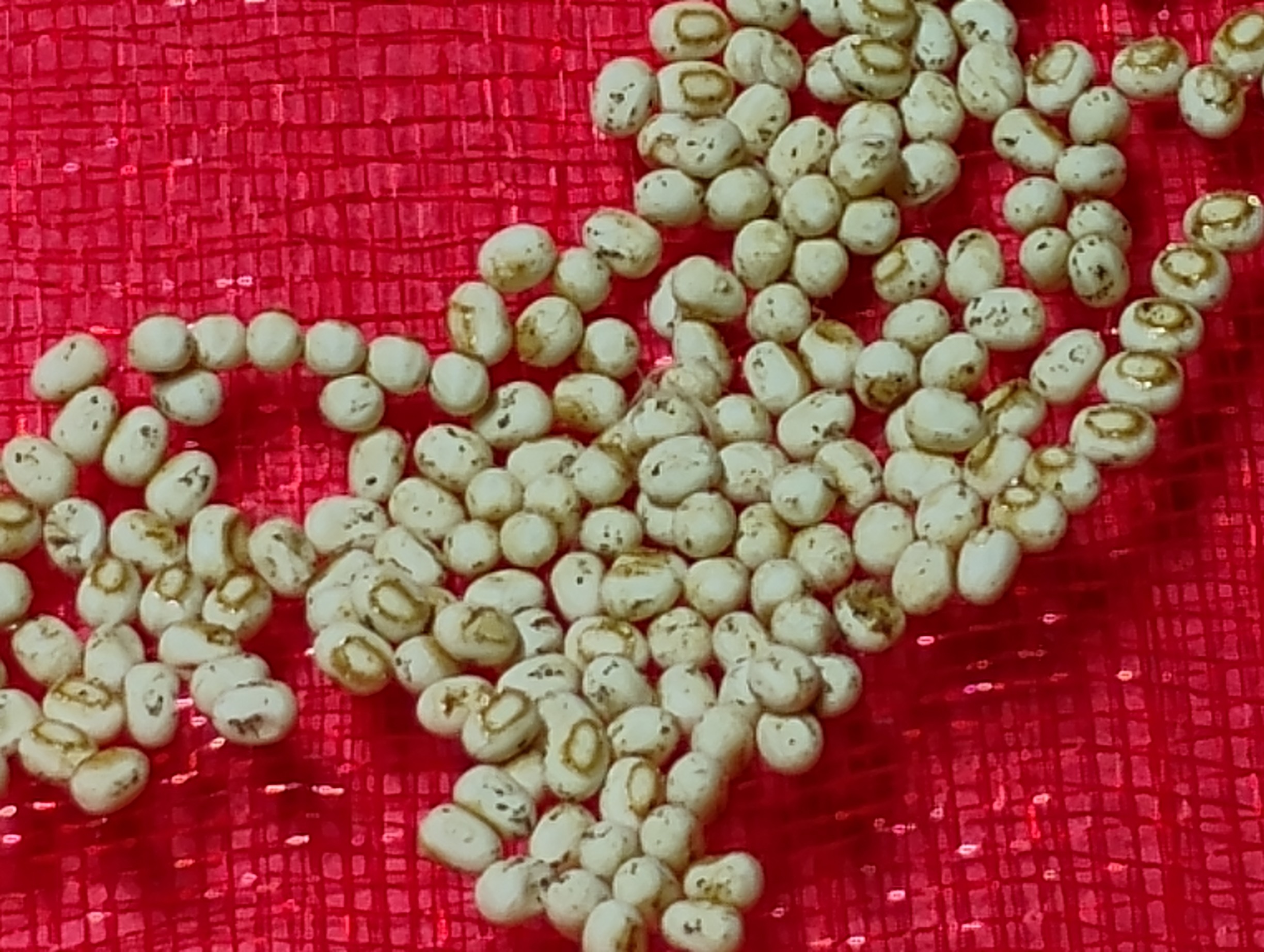 Huevos de Philosamia cynthia europea.jpg