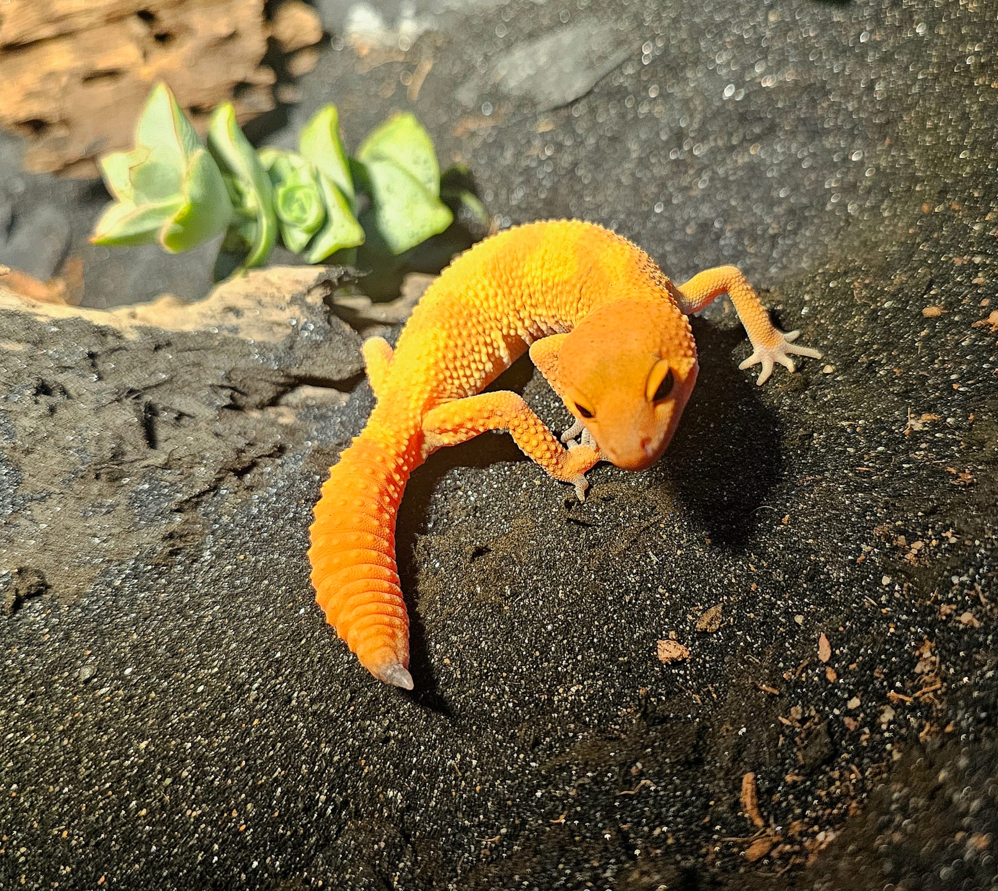 Imagen de WhatsApp 2025-08-12 a las 19.01.07_d2c341d4.jpg