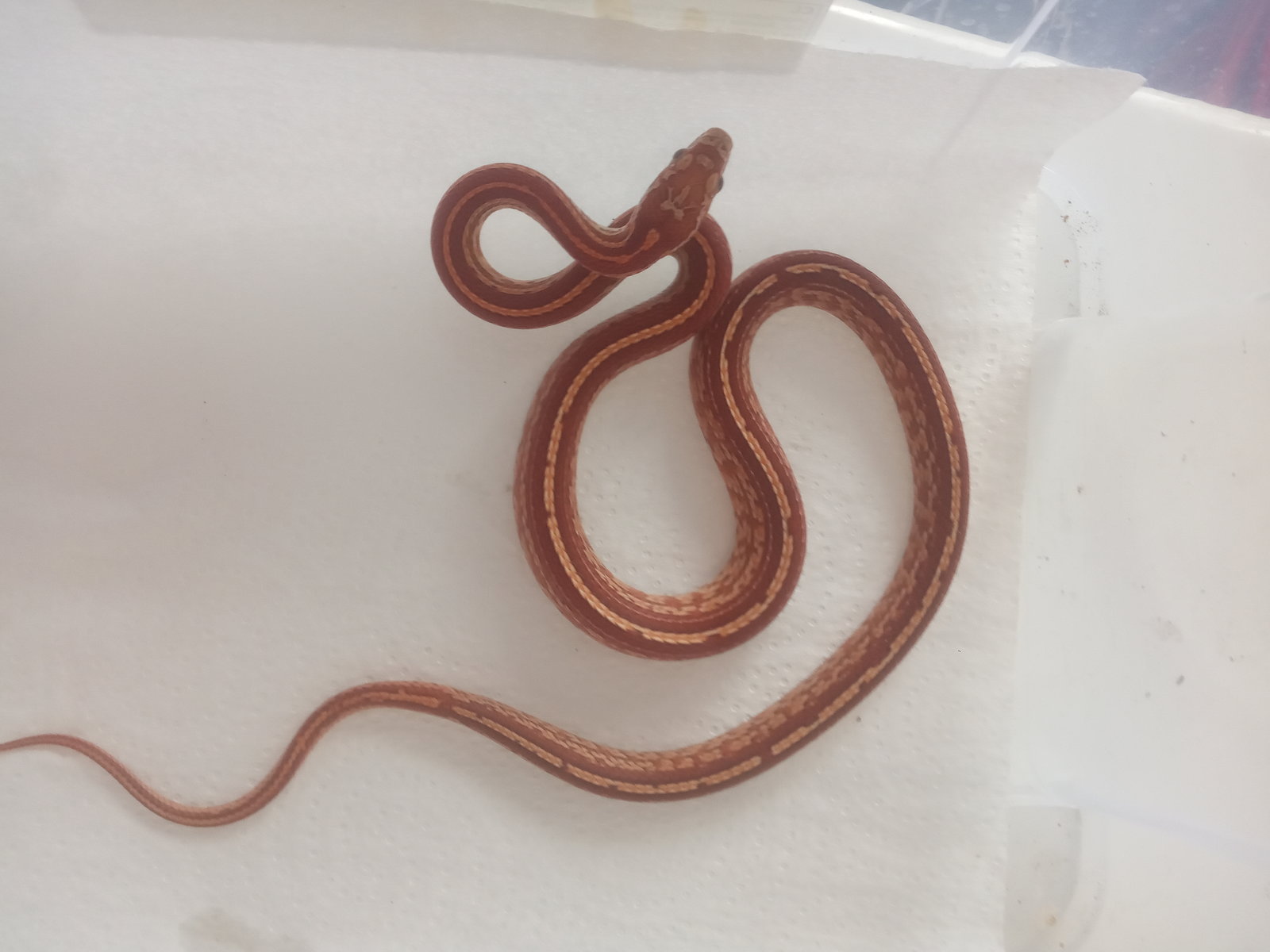 Ofidios Guttatas de fase Fauna Exótica