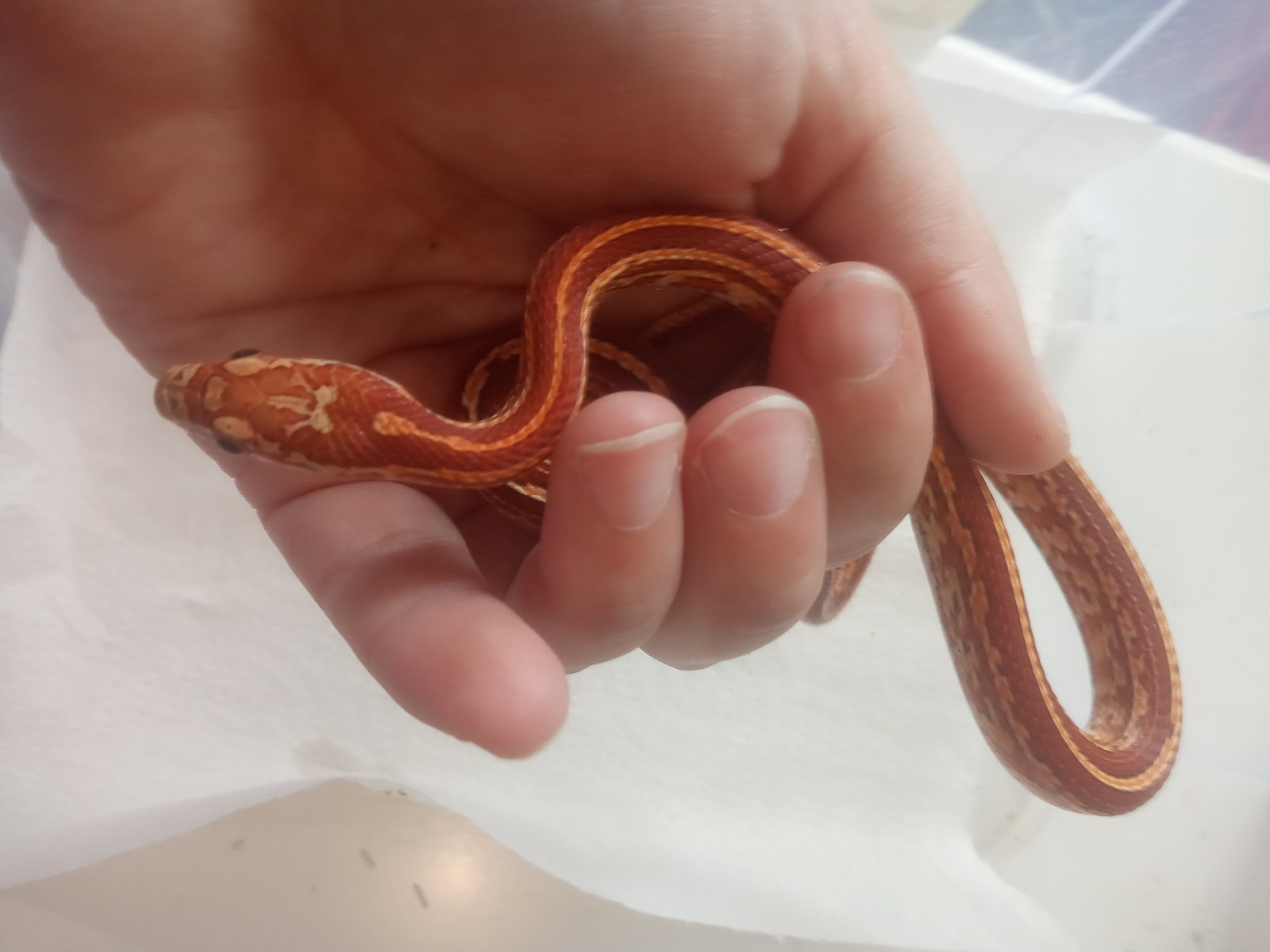 Ofidios Guttatas de fase Fauna Exótica