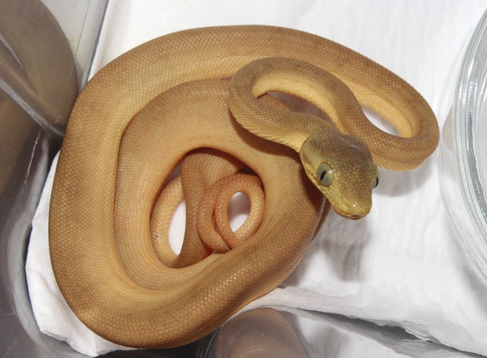 IMG_5906 - copia.JPG