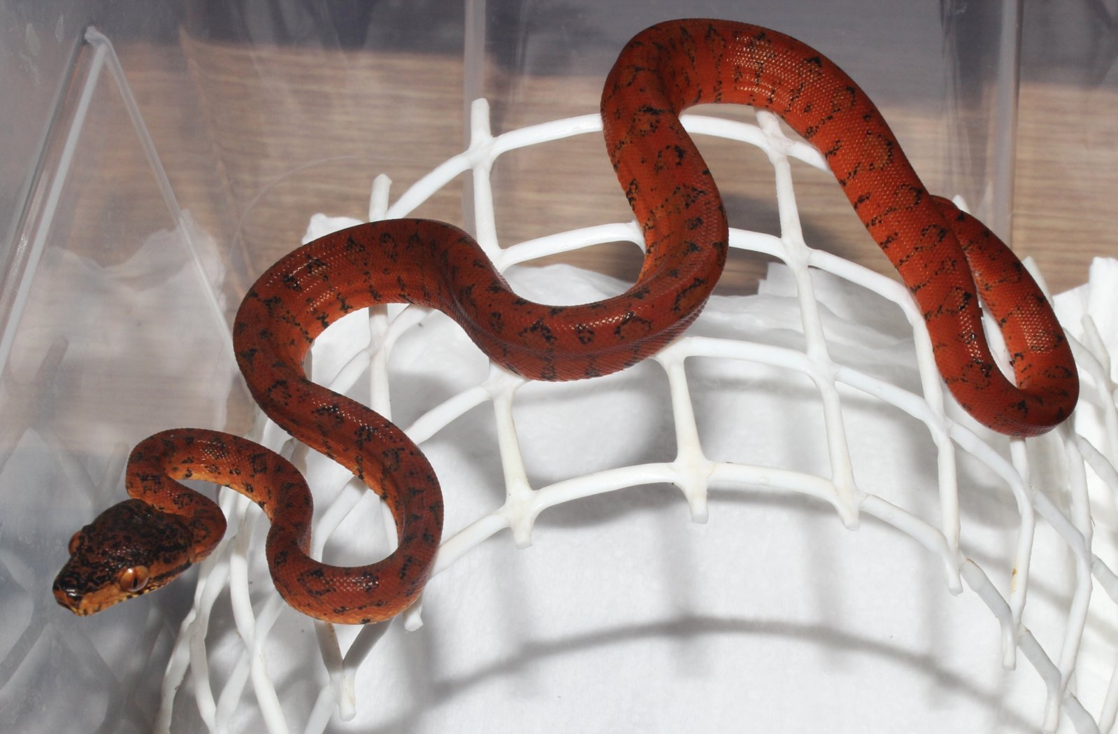 IMG_5911 - copia.JPG