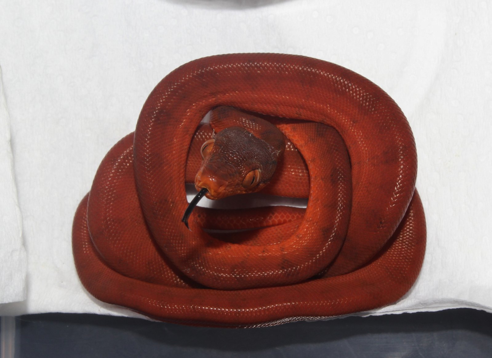 IMG_5918 - copia.JPG