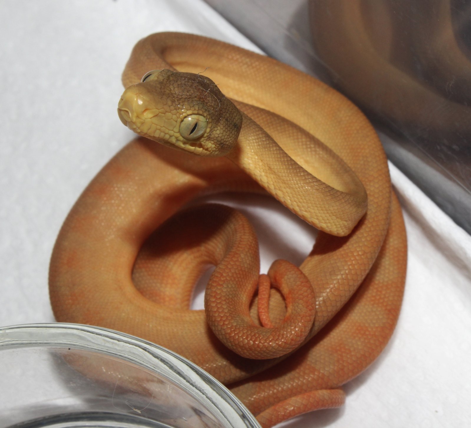 IMG_5926 - copia.JPG