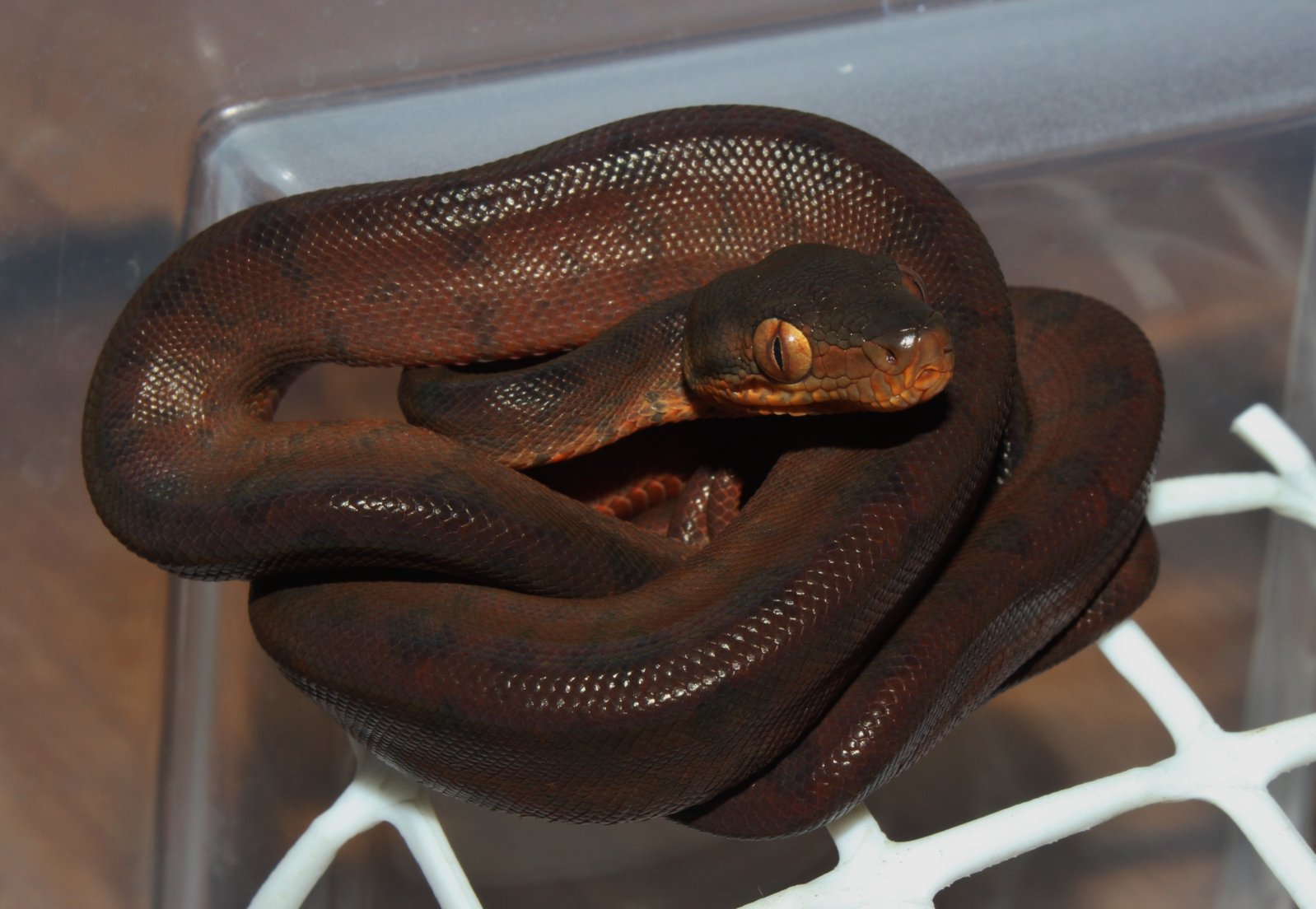 IMG_5932 - copia.JPG