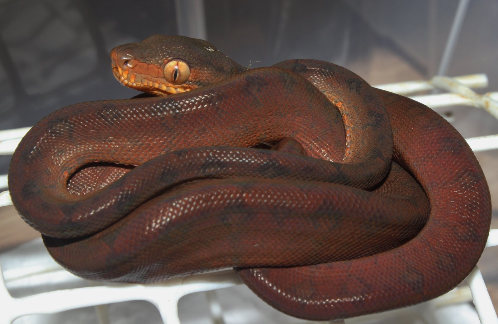 IMG_5937 - copia.JPG