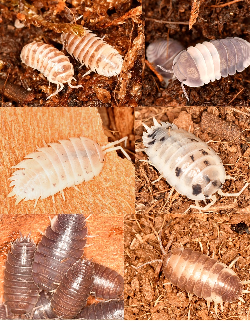 isópodos póster.jpg