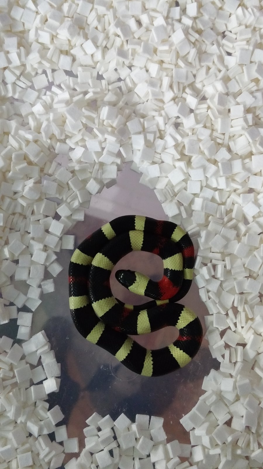 LAMPROPELTIS 2.jpg