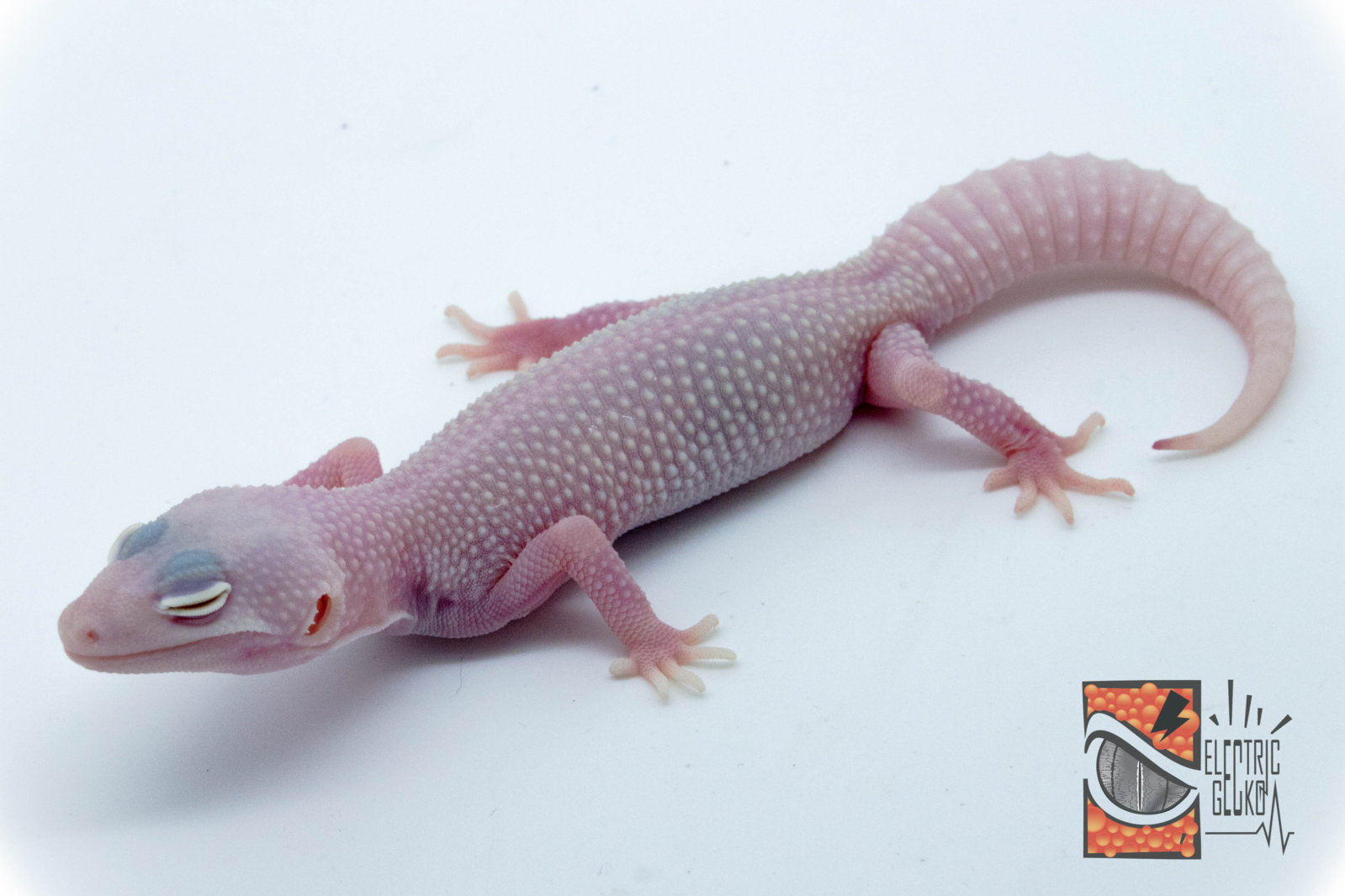 Lanco 2-8-2016 14g.jpg