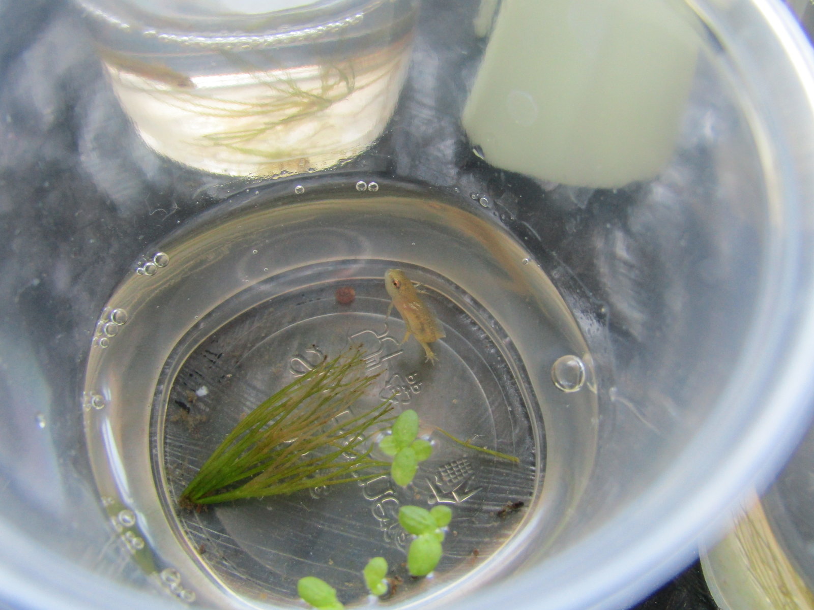 Larva L. helveticusIMG_1435.JPG