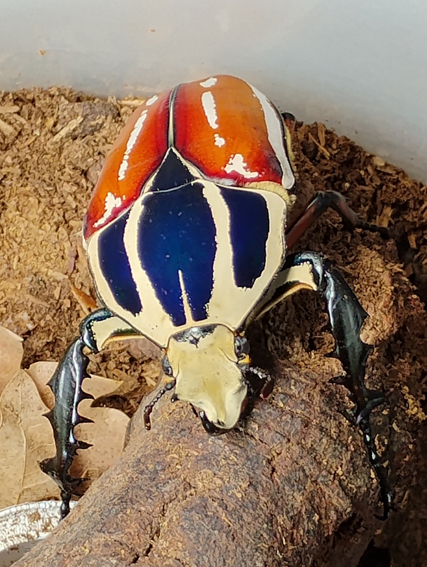 M.T.U. Azul y Naranja.jpg