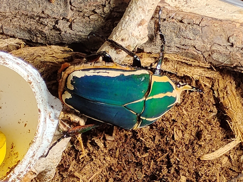 M.T.U. Verde-Azulado.jpg