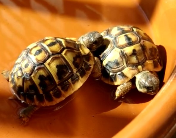 macho-hembra1_9-jpg.214763