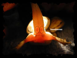 macho pogona contraluz.jpg