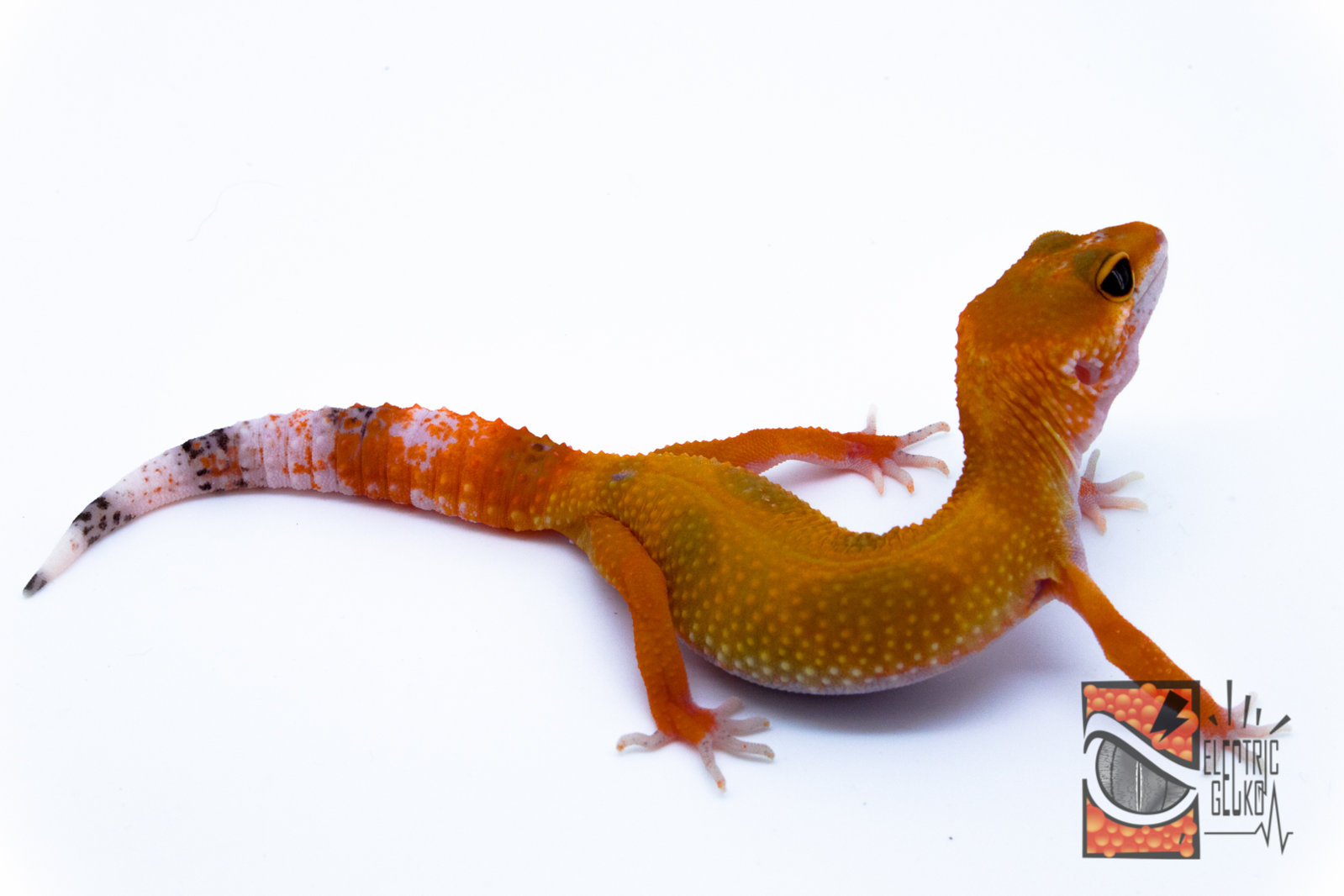 Mayi 15-06-2016 15g.jpg