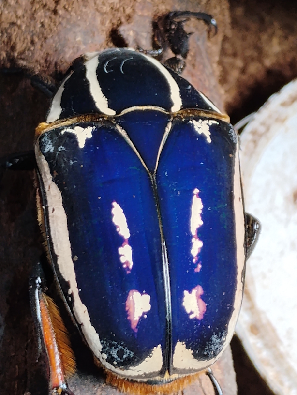 Mecynorrhina torquata ugandensis Azul.jpg
