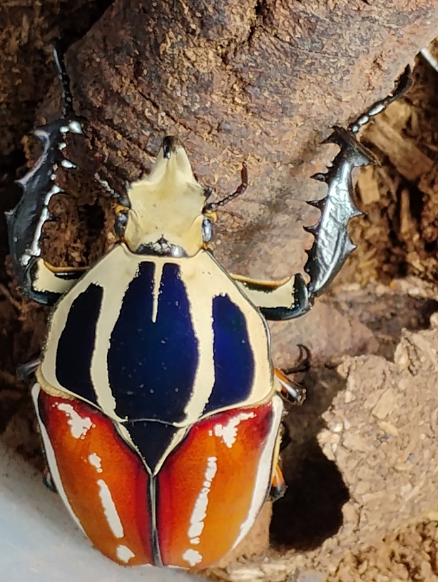 Mecynorrhina torquata ugandensis  Azul y Naranja.jpg