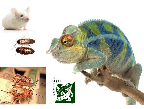 mix reptiles insectos.JPG