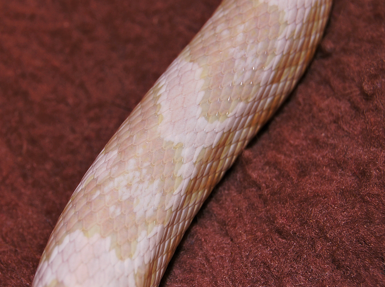 nagi manchas jpg.jpg