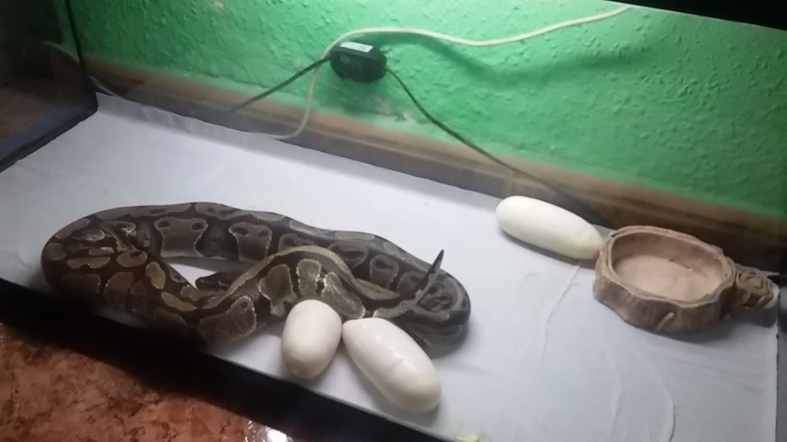 Nicy Fin De La Puesta.jpg