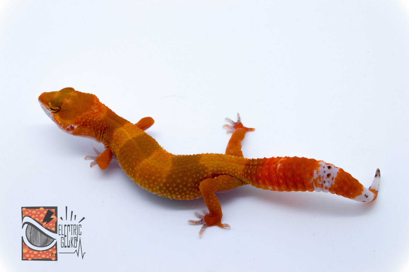 Norma 2-8-2016 16g.jpg