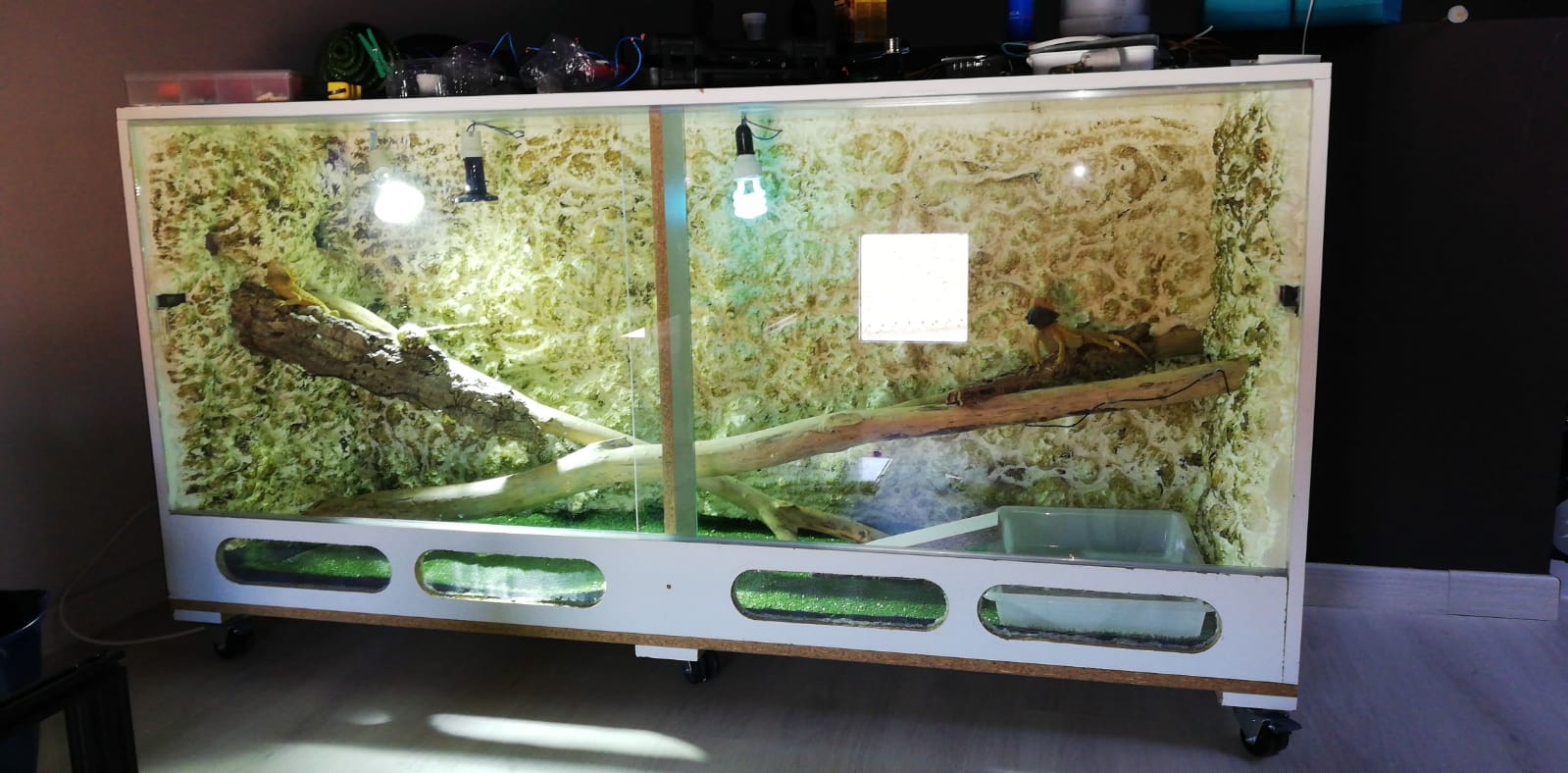 Nuevo terrario Pogonitas.jpeg