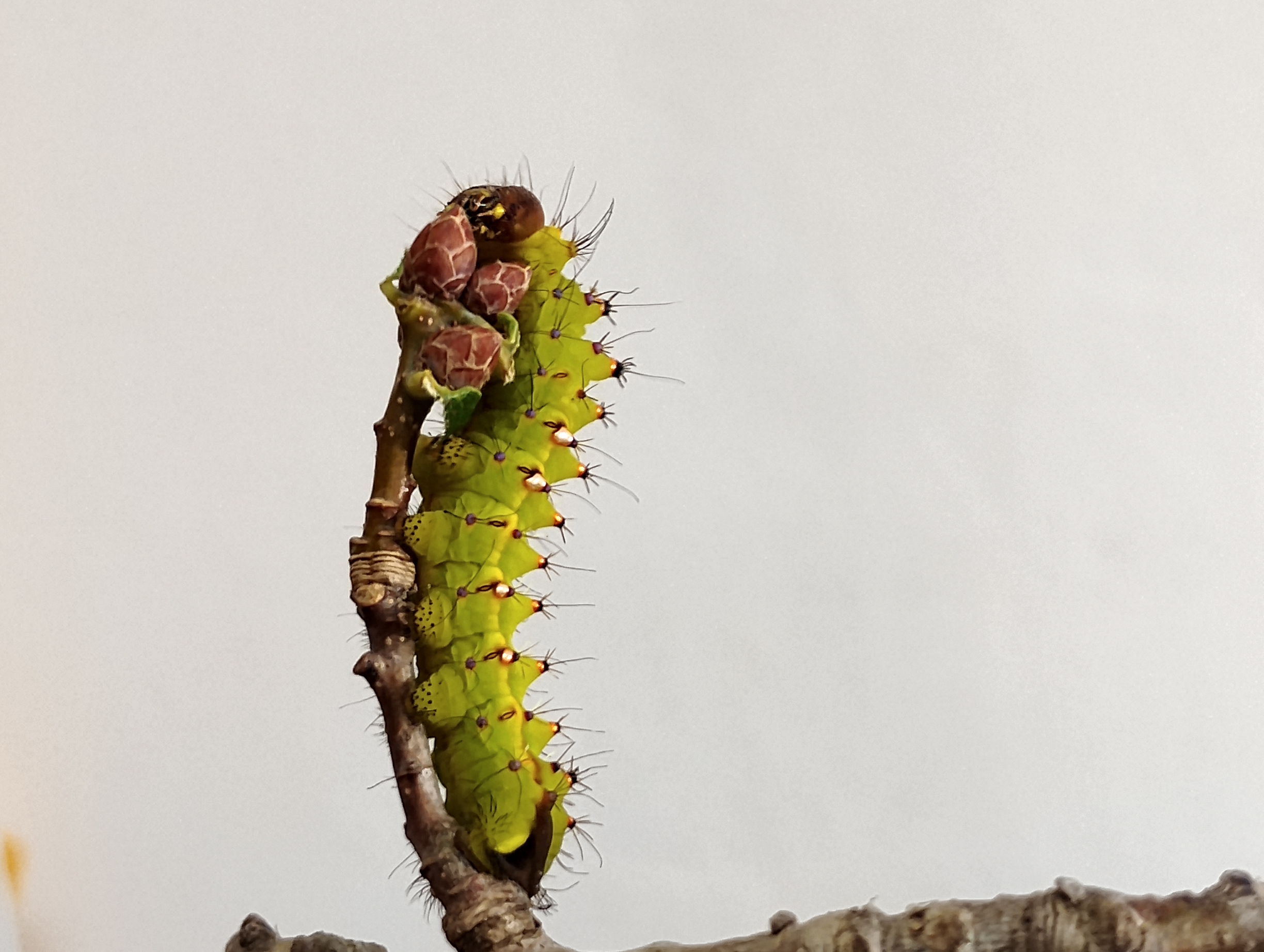 Oruga de Antheraea mylitta (verrugas doradas-1).jpg