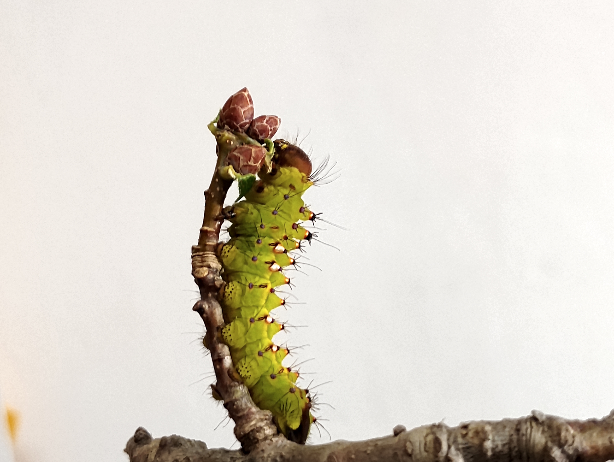 Oruga de Antheraea mylitta (verrugas doradas-2).jpg