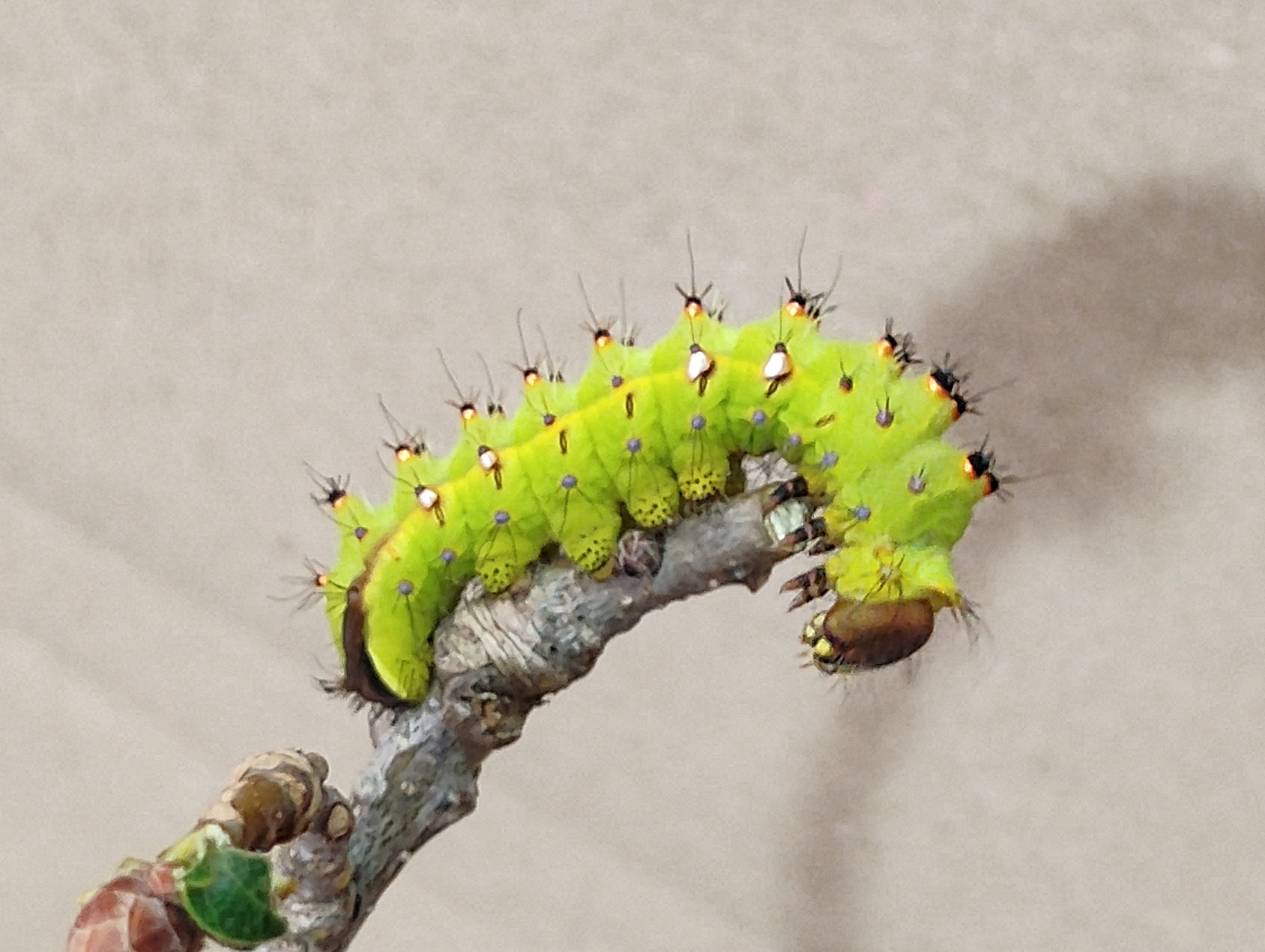 Oruga de Antheraea mylitta (verrugas doradas-3).jpg