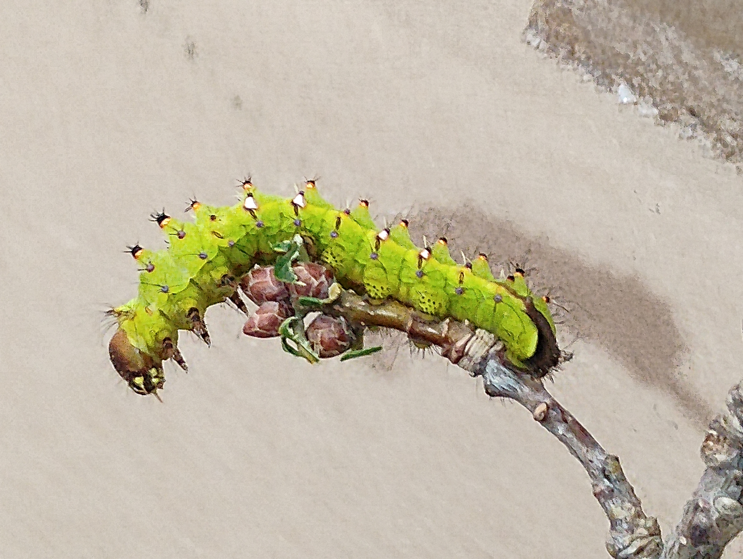 Oruga de Antheraea mylitta (verrugas doradas-4).jpg