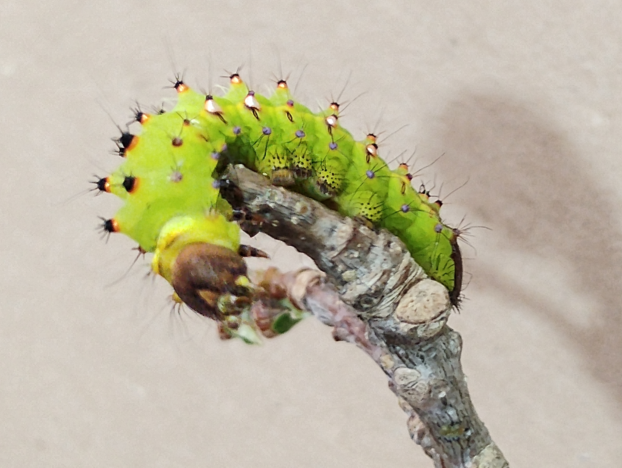 Oruga de Antheraea mylitta (verrugas doradas-5).jpg