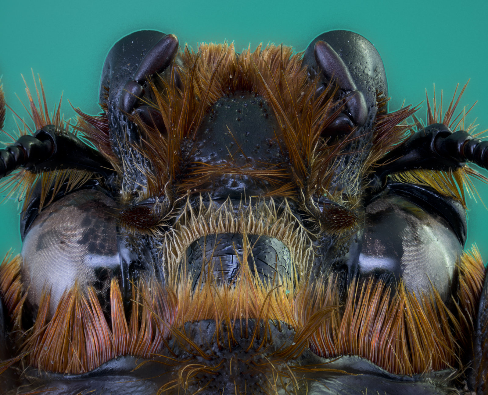 Oryctes nasicornis.jpg