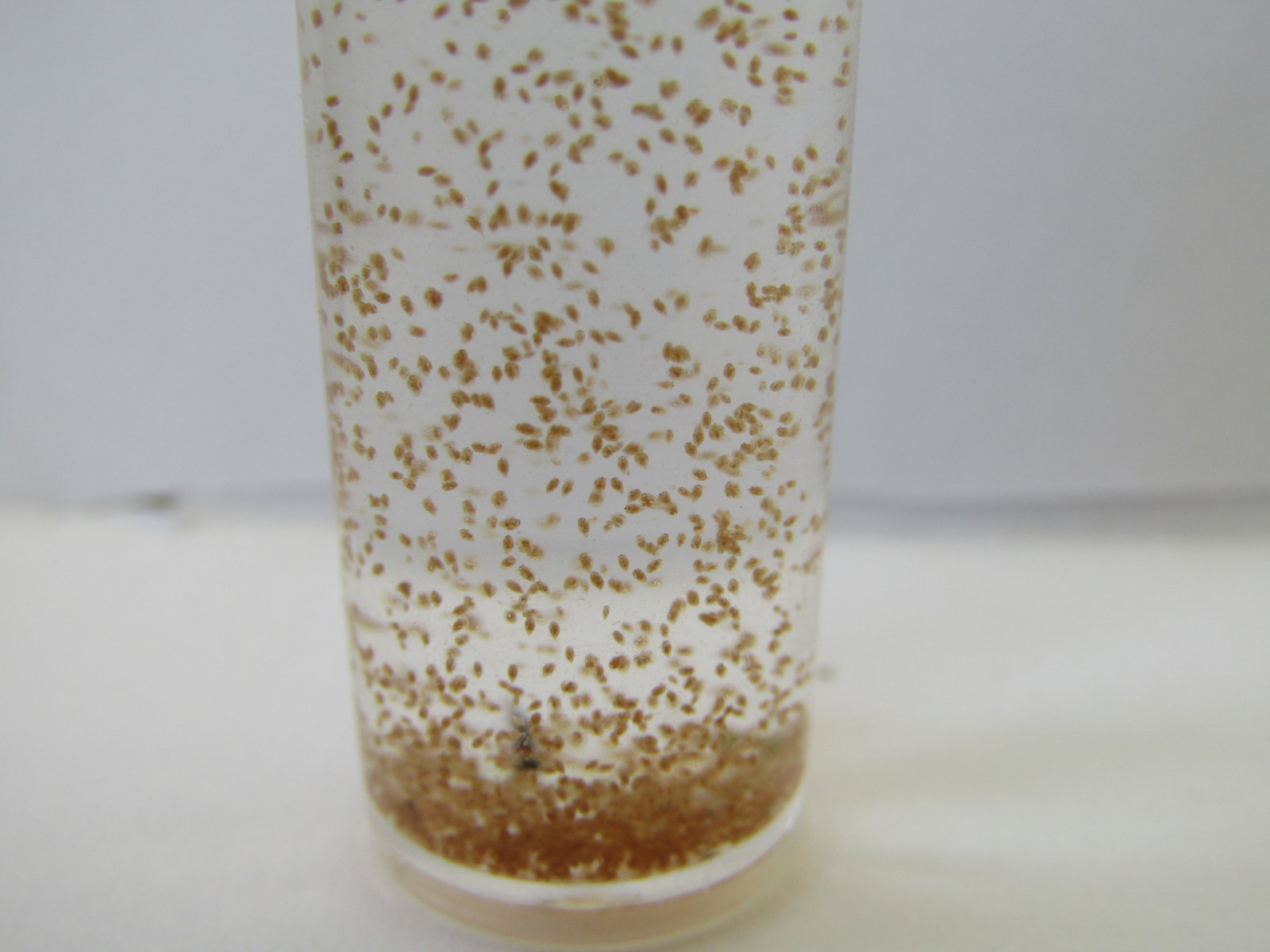 Ostrácodos IMG_1068.JPG