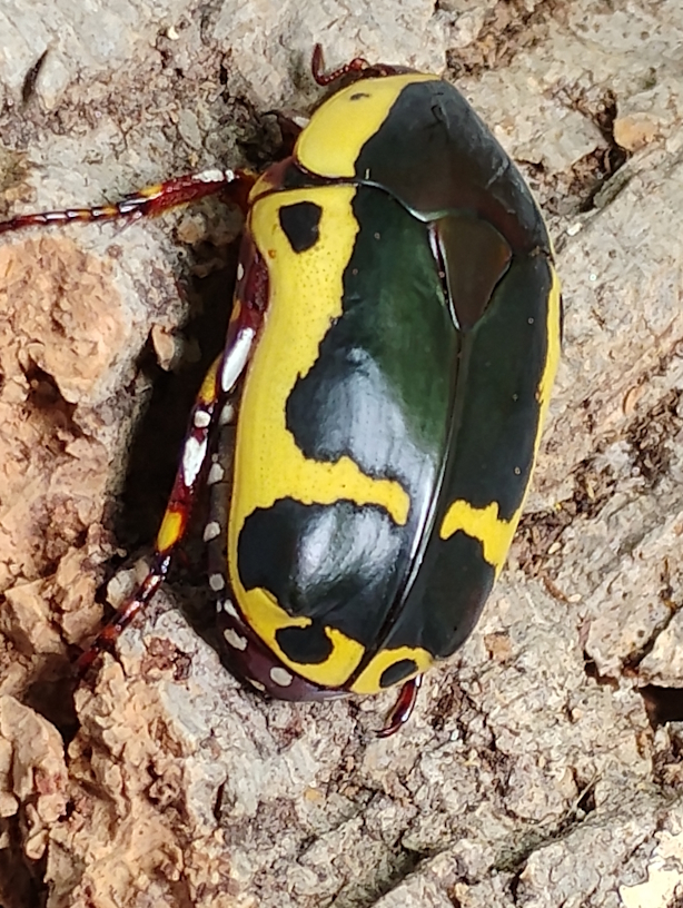 P. sinuata flaviventris.jpg