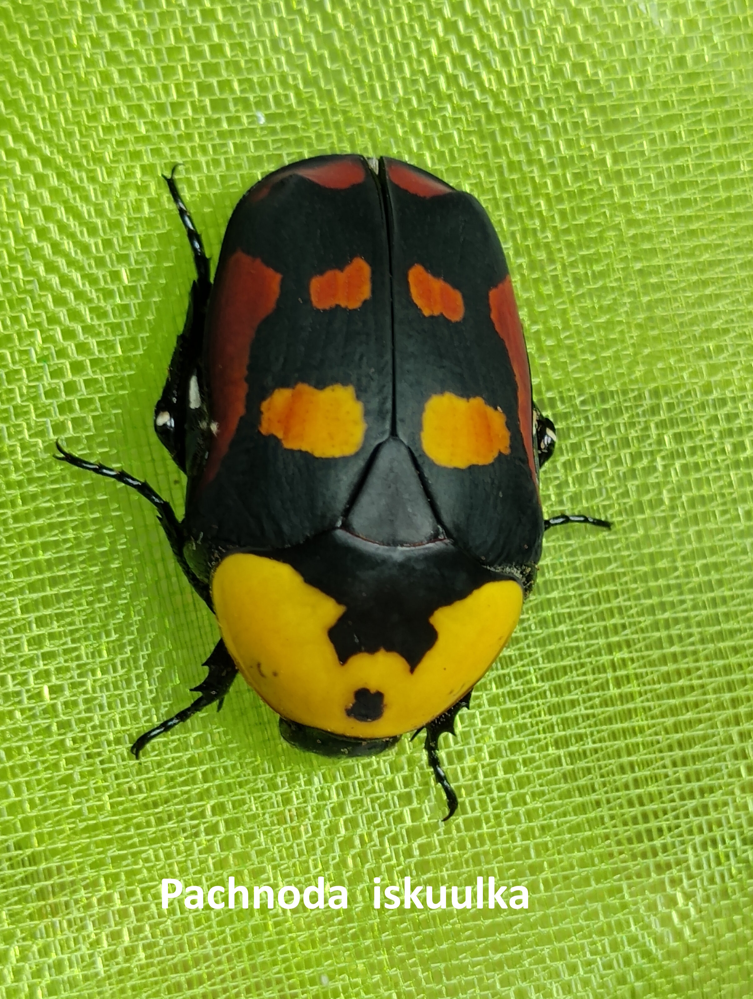 Pachnoda iskuulka.jpg