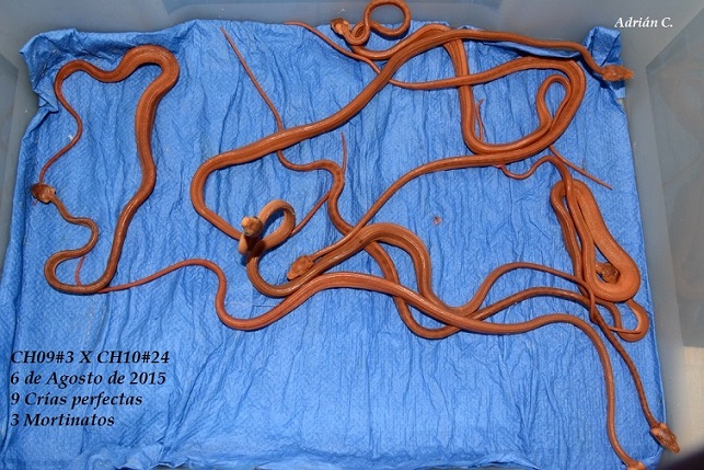 Parto 6 de Agosto de 2015.JPG