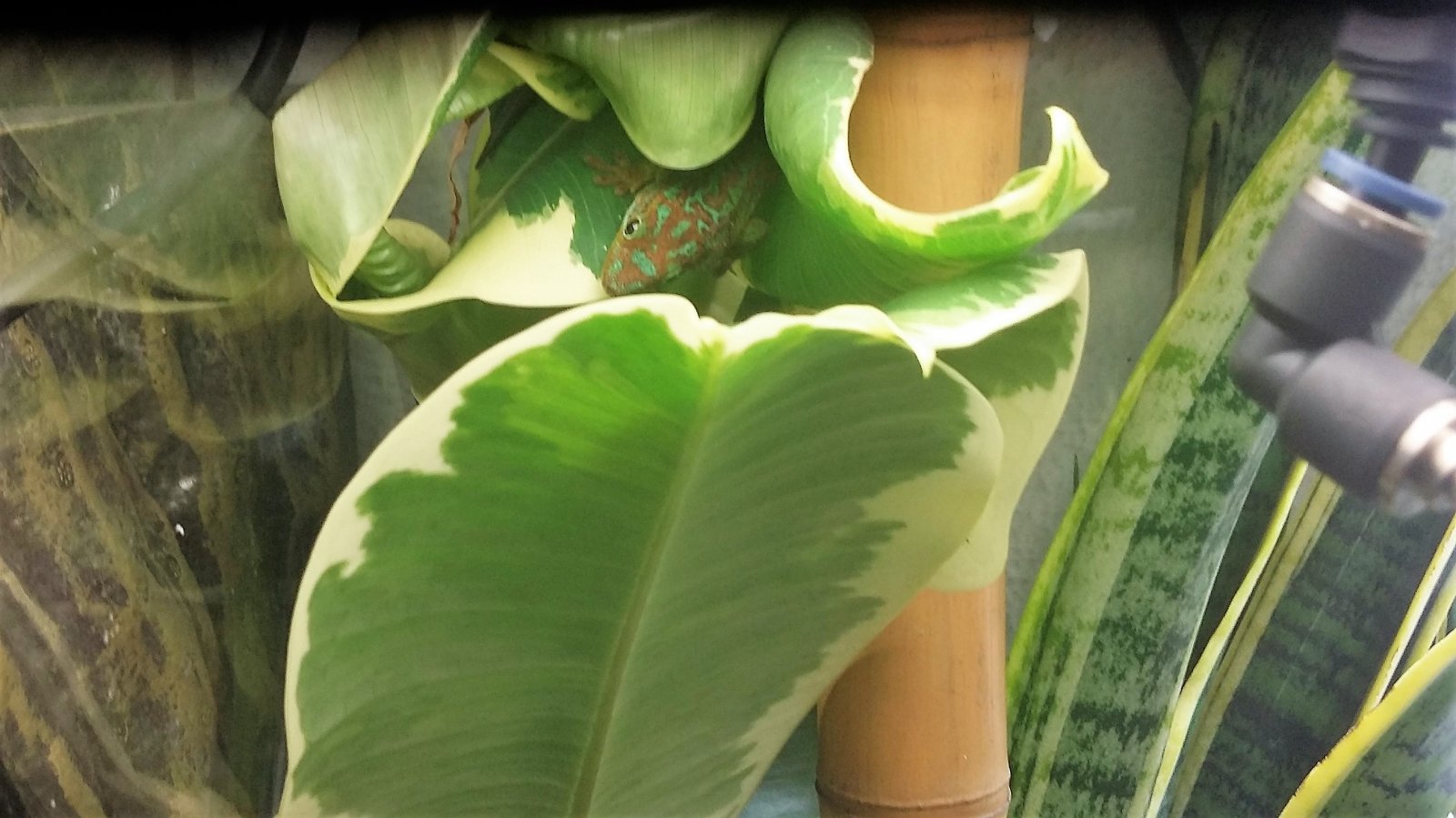 Phelsuma borbonica borbonica hembra (2).jpg