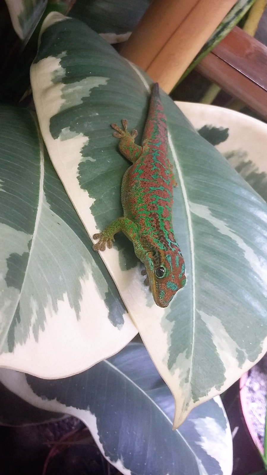 Phelsuma borbonica borbonica hembra.jpg