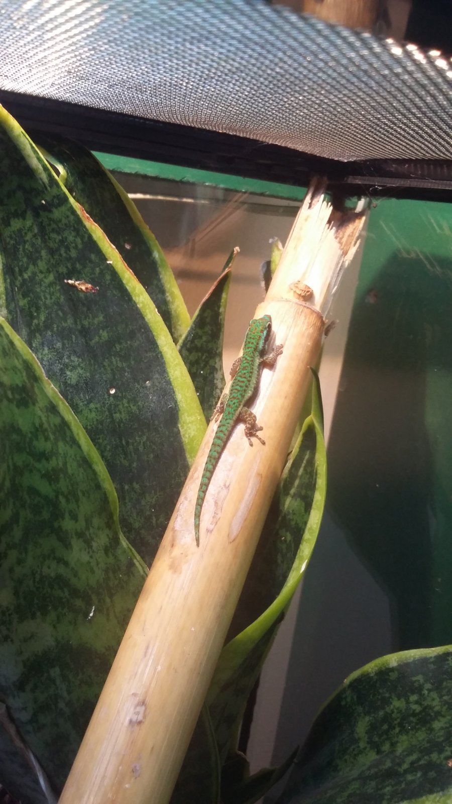 Phelsuma borbonica borbonica.jpg