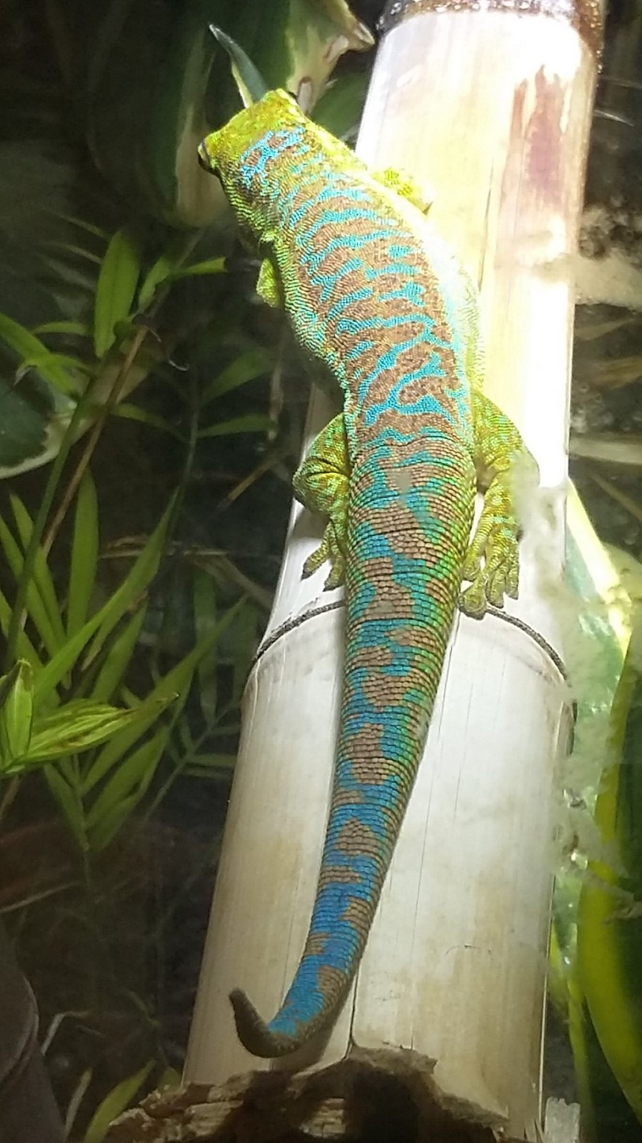 Phelsuma borbonica borbonica macho.jpg