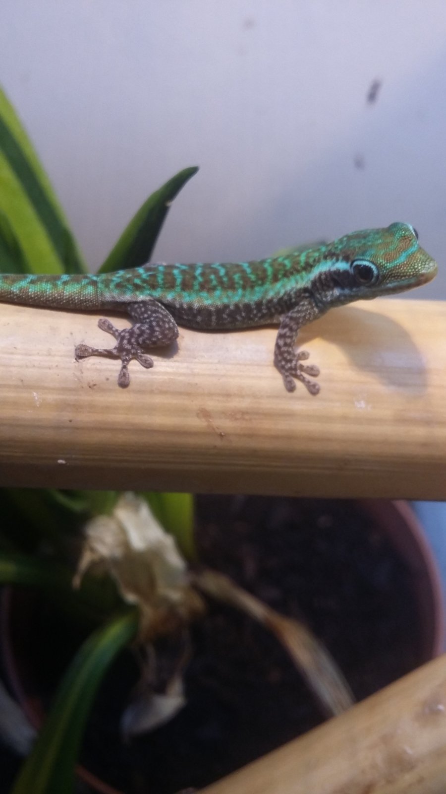 Phelsuma borbonica mater.jpg