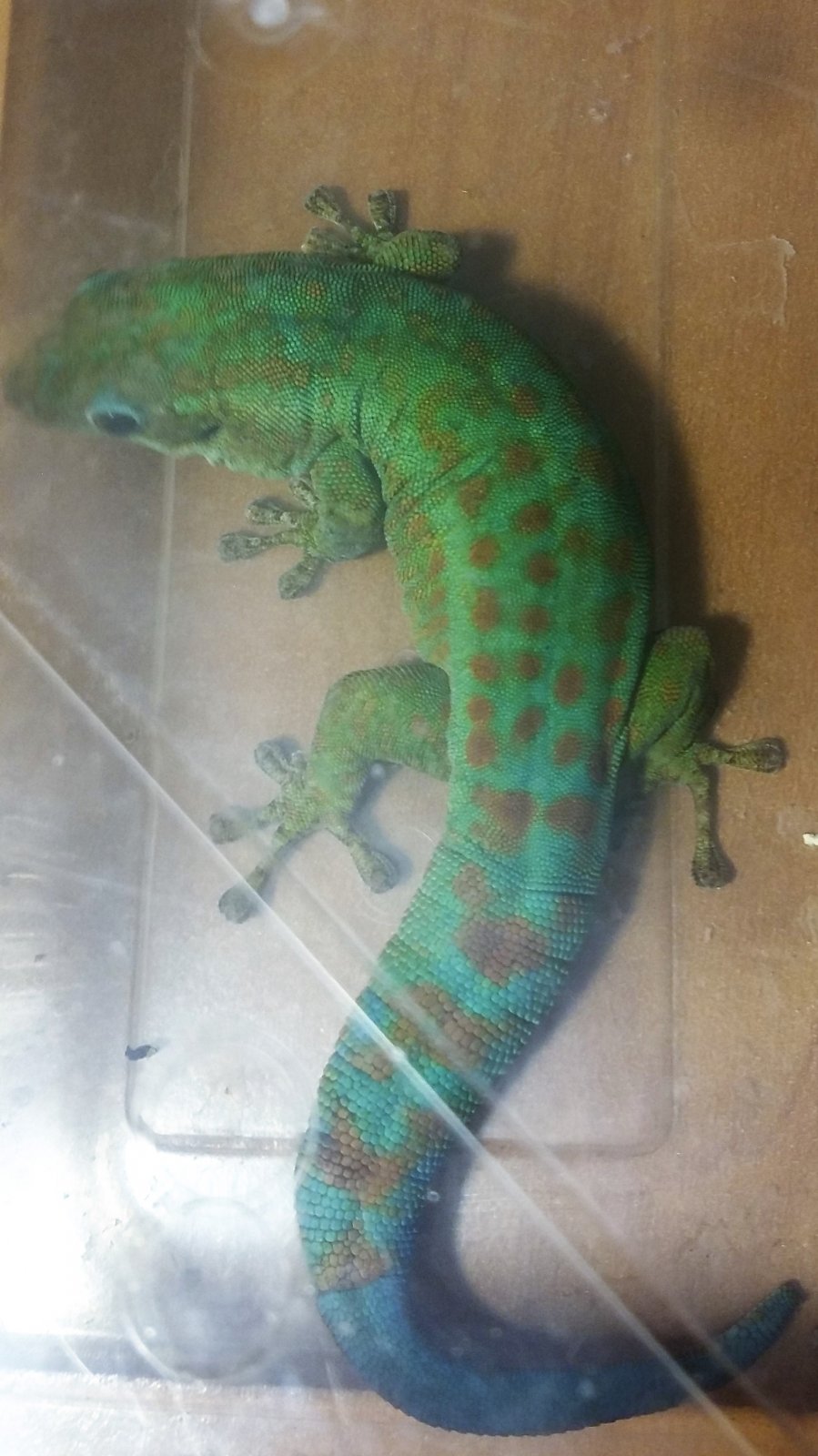 Phelsuma borbonica mater macho (2).jpg