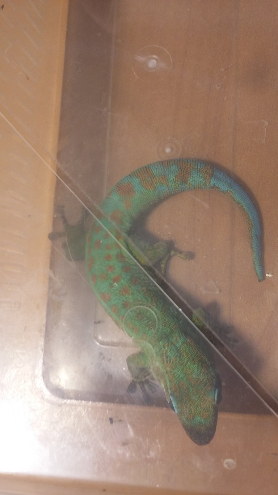 Phelsuma borbonica mater macho (3).jpg