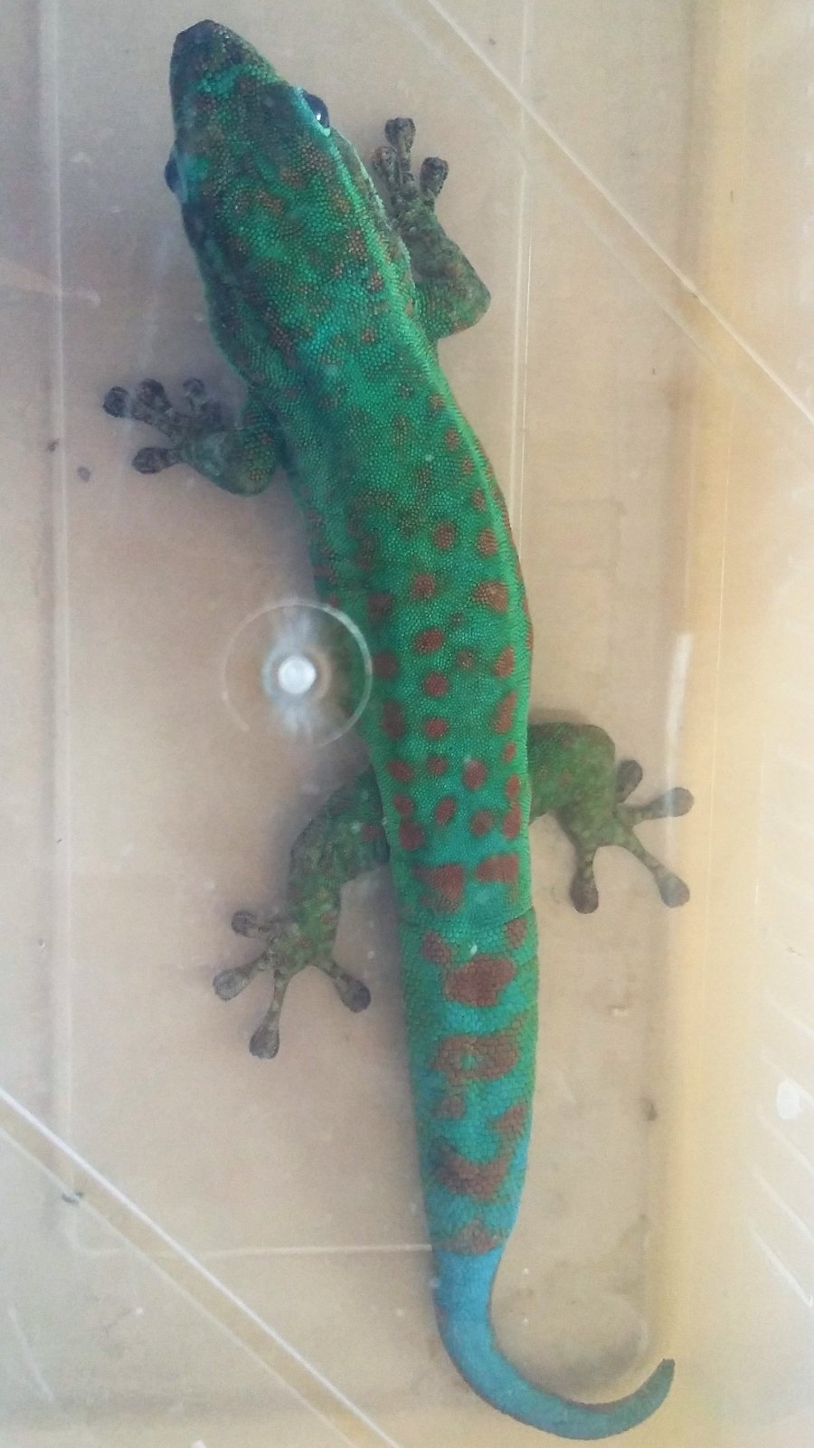 Phelsuma borbonica mater macho.jpg