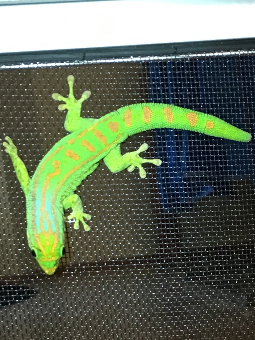 Phelsuma guimbeaui 3 macho.JPG