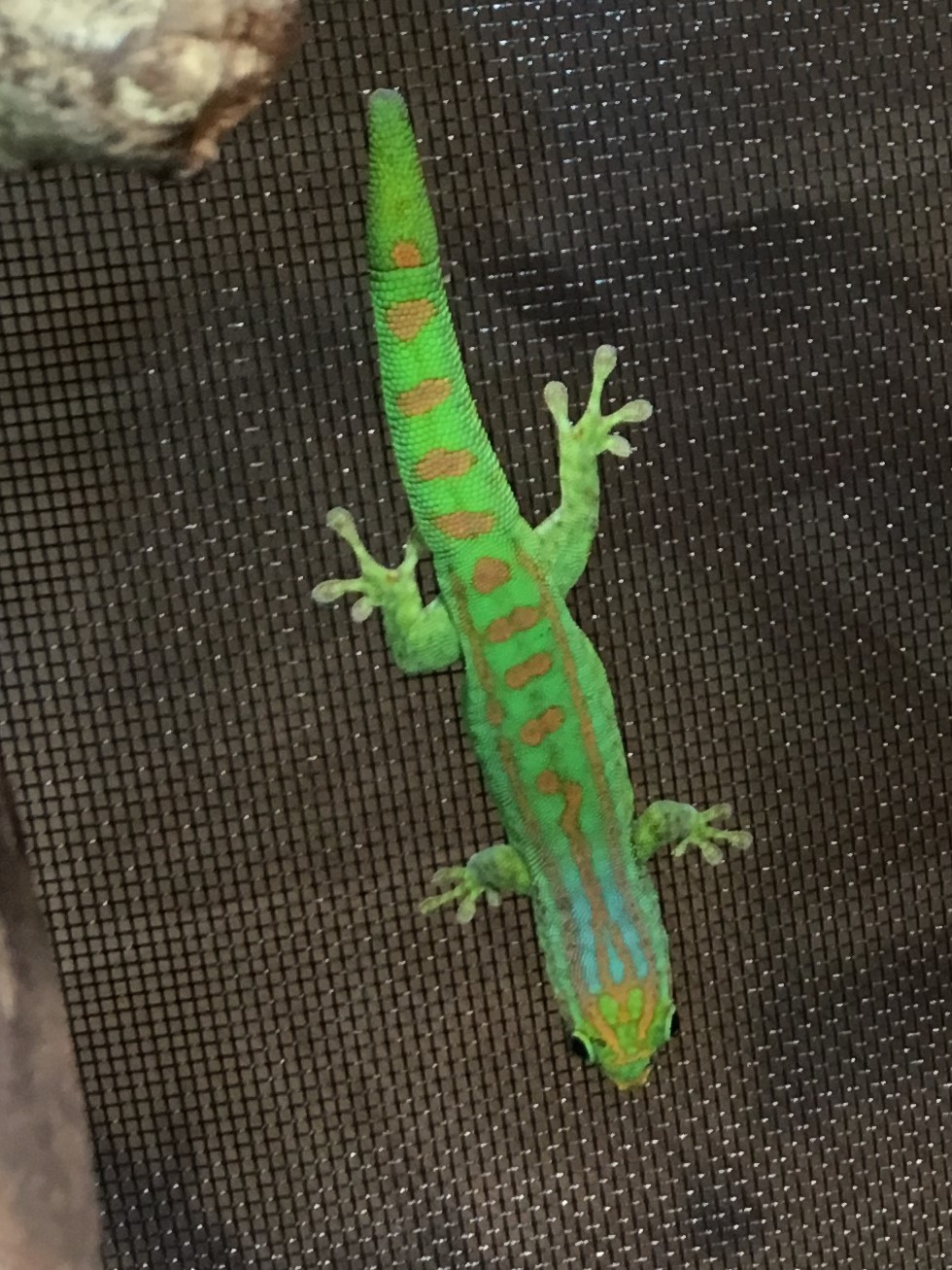Phelsuma guimbeaui 4 macho.JPG