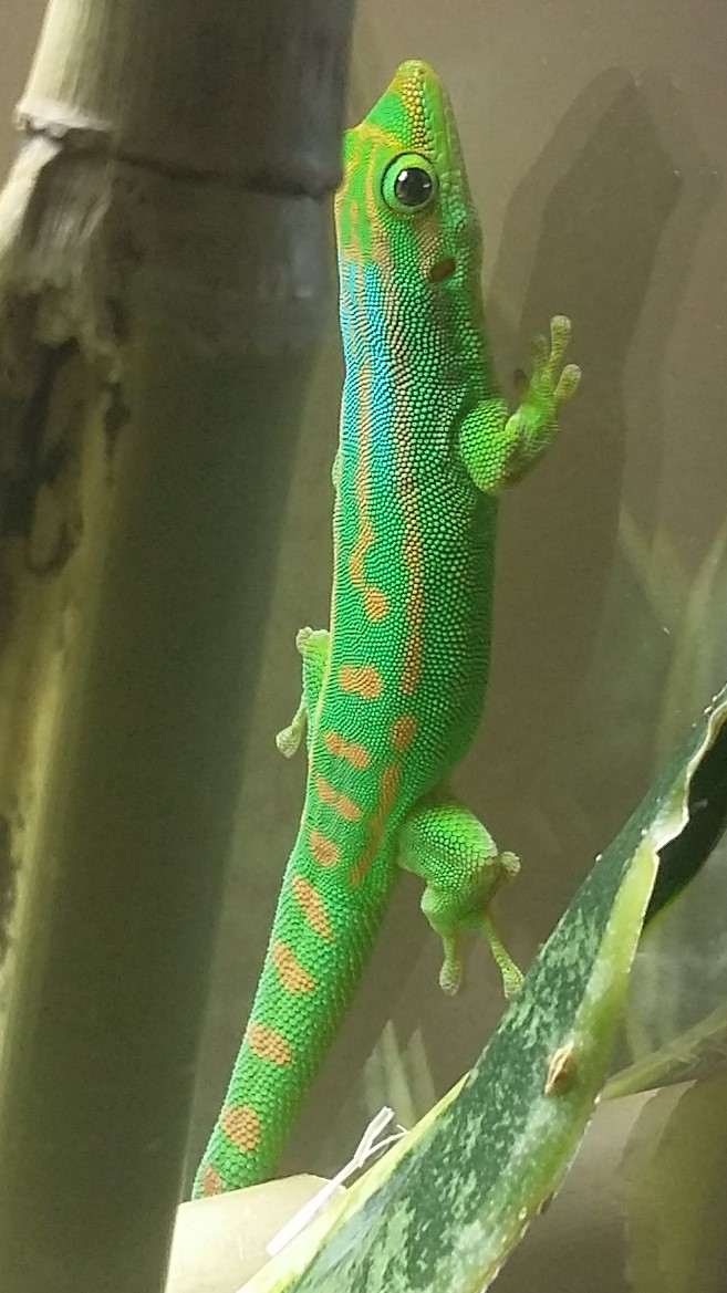 Phelsuma guimbeaui macho.jpg